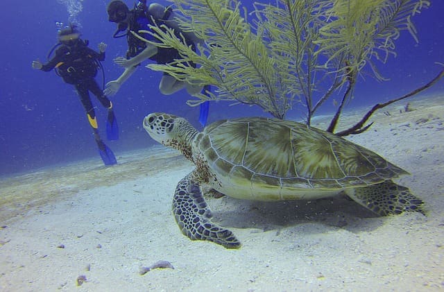 Scuba Diving In India Tarkarli, Maharashtra