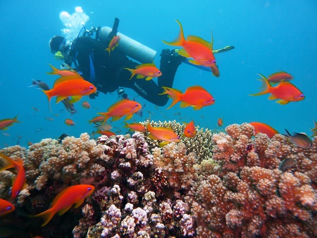 Scuba Diving In India Andaman And Nicobar Islands