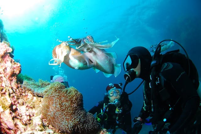 Scuba Diving In India Pondicherry