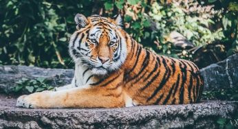 Top 20 Wildlife Sanctuary And National Park Of Rajasthan