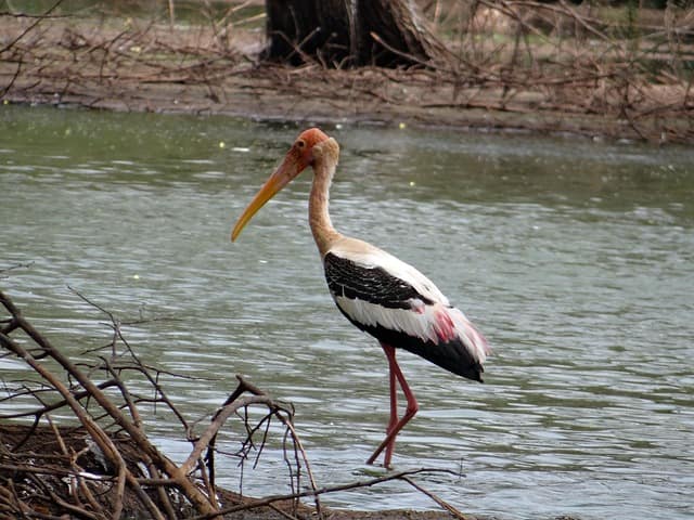 Bhadra Wildlife Sanctuary Best Places To Visit In Chikmagalur From Bangalore