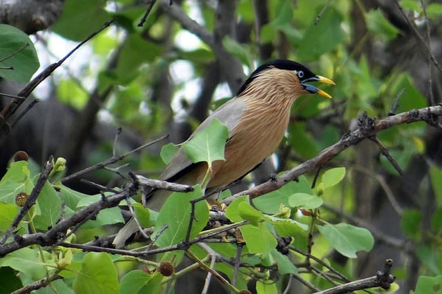Bharatpur Bird Sanctuary Tourism
