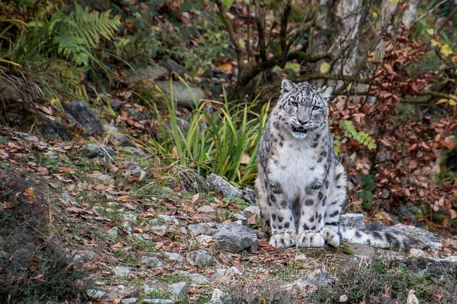 Ladakh Wildlife Tours And Snow Leopard Tours In Ladakh Trip