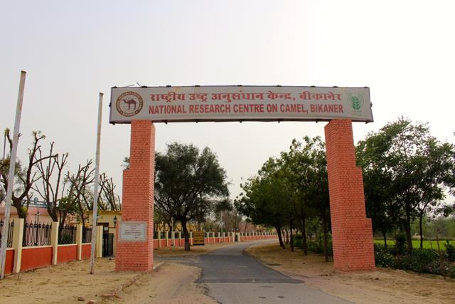 Bikaner Tourist Places: National Research Center On Camel