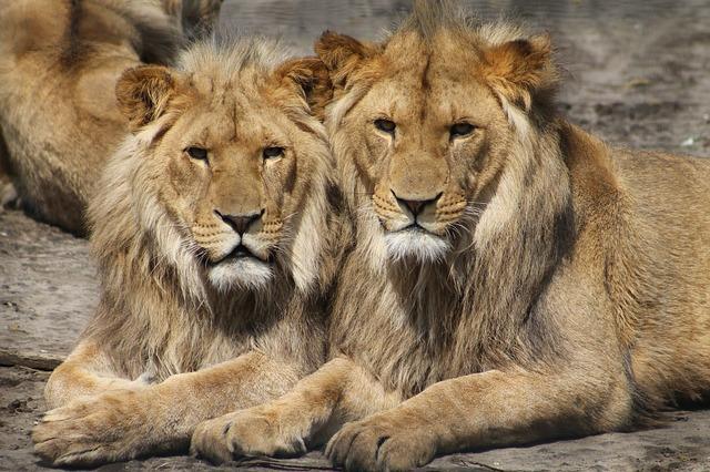 Places To Visit In Hyderabad City: Nehru Zoological Park Safari