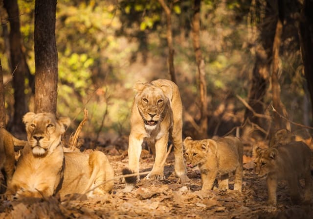 Travel Guide To Gir Forest National Park Gujarat
