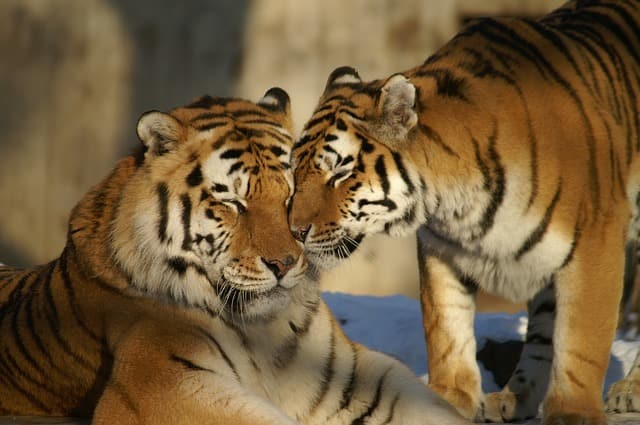 Sariska Tiger Reserve Places To Visit Near Delhi Within 200 Kms