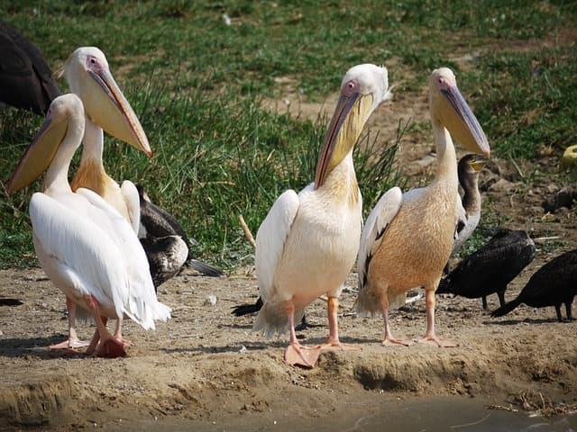 Tourist Places Near Delhi Within 100 Kms: Sultanpur Bird Sanctuary Gurgaon, Haryana