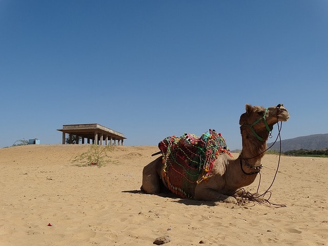 Tourist Places Near Delhi Within 500 Kms: Pushkar Tourism