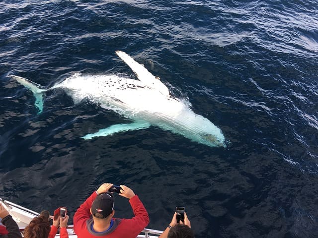 Whale Watching Gold Coast Seaworld