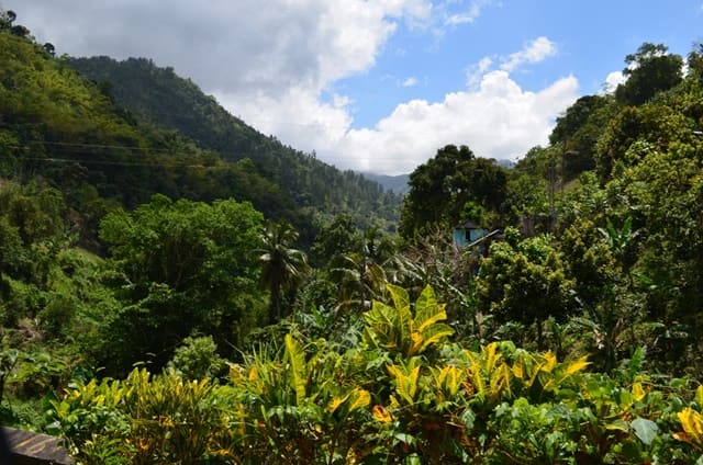 Blue Mountains National Park Jamaica