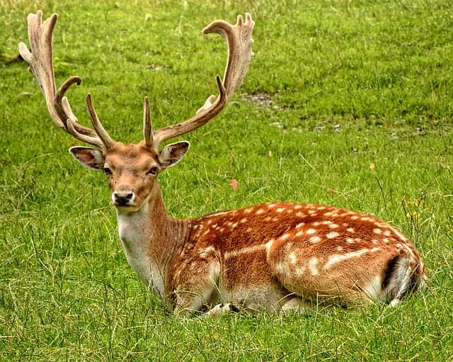 Malsi Deer Park Dehradun, Uttarakhand