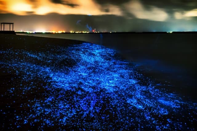Bioluminescent Bay In Puerto Rico