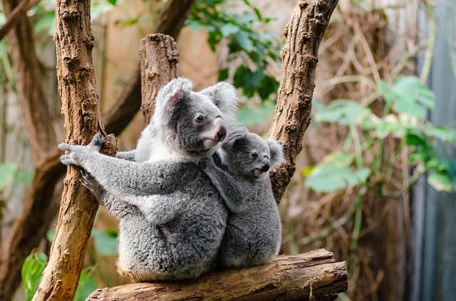 Currumbin Wildlife Sanctuary