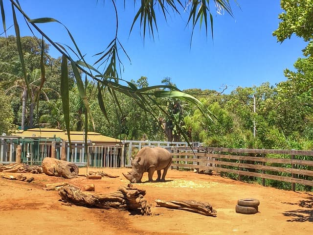 Visit The Perth Zoo
