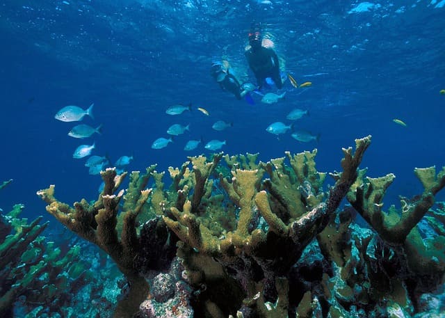 Coral Coast Tours Fiji