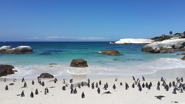 Boulders Beach Tour South Africa