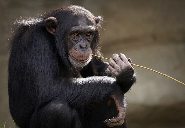 Blackpool Zoo