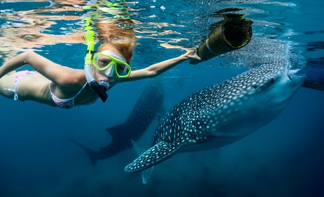 13 Best Places For Swimming With Sharks