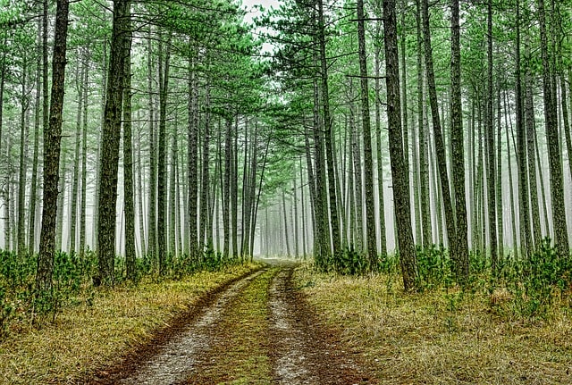 Pine Forest Kodaikanal