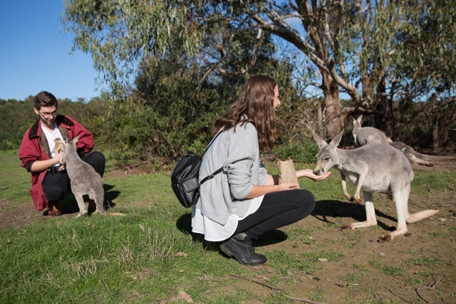 Cleland Conservation Park Walks