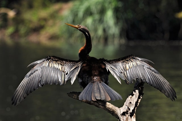 What Animals Are In Yala National Park?