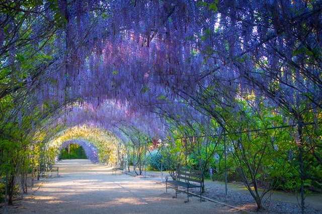 Himeji Garden Adelaide