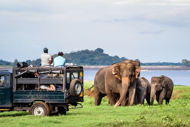 A Complete Guide To Visiting Yala National Park, Sri Lanka