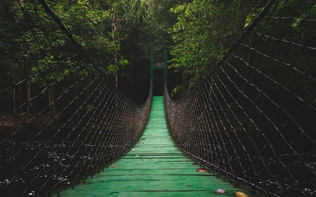 Walk The Lynn Canyon