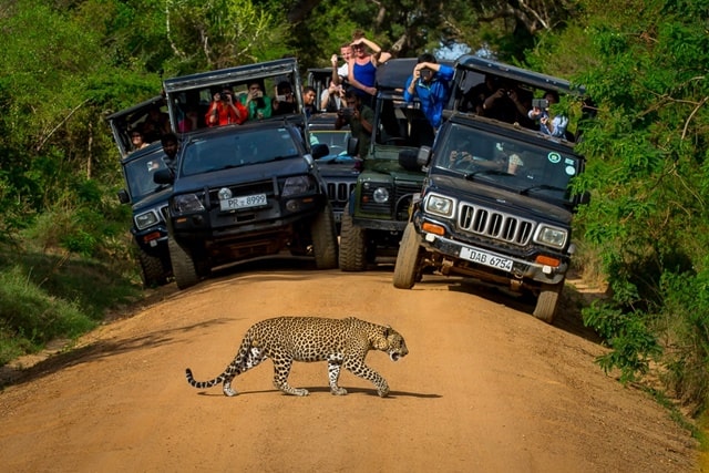 Yala National Park Tours