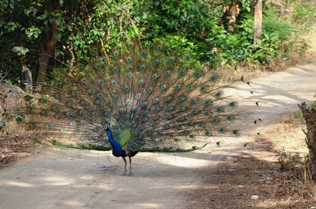 Jim Corbett Jungle Safari