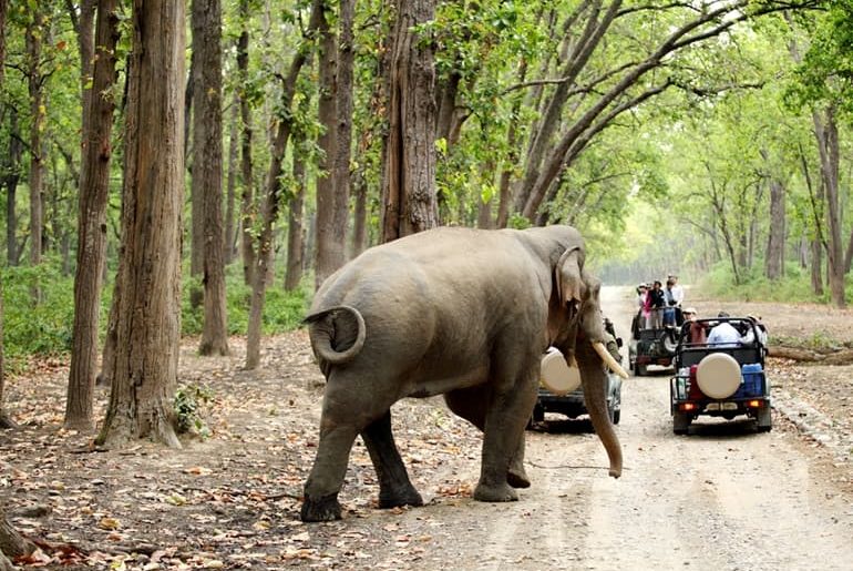 Complete Travel Guide To Jim Corbett National Park