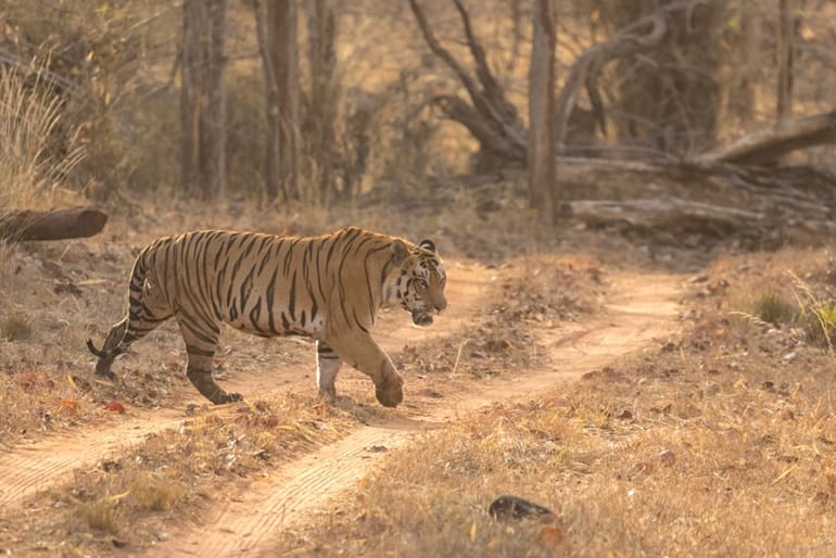 Complete Travel Guide To Satpura National Park