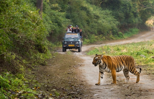 Jeep Safari Jim Corbett Park Safari