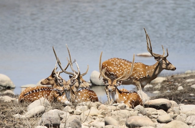 Angling Relaxing Things To Do On Jim Corbett Tour