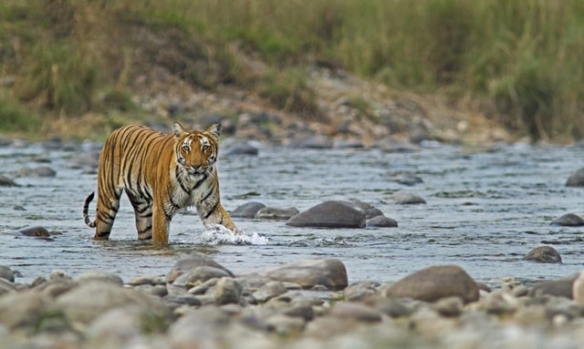 Jim Corbett Tiger Reserve