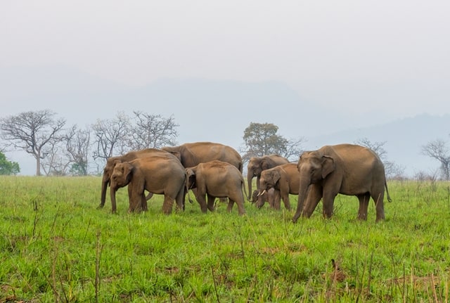 Best Time To Visit Jim Corbett National Park