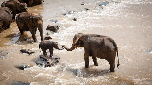 Bardia National Park Tourist Destination In Nepal