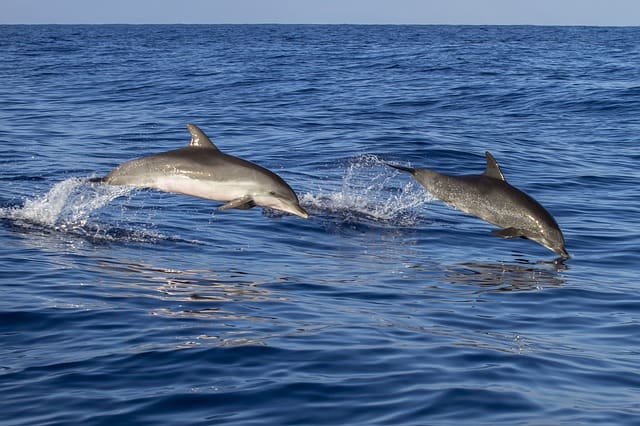 Spotting Dolphins Destin Florida