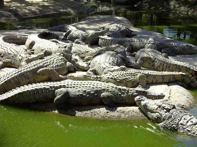 Gator Beach Destin Florida